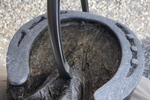 How Much Does a Lameness Exam Cost?