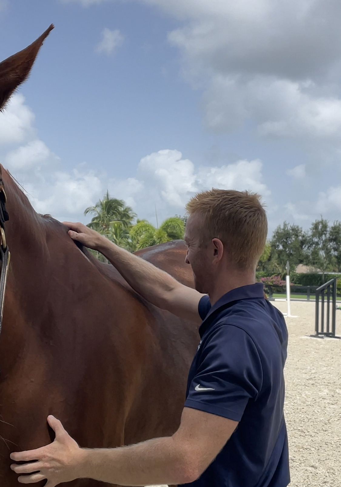 How does shockwave treat suspensory ligaments?
