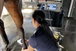 How does shockwave work in horses?