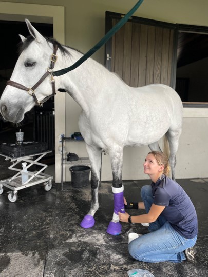 Why do horses have back pain?