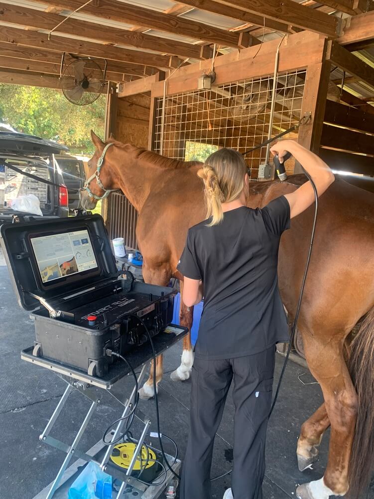 Alternatives for treating arthritis in older horses