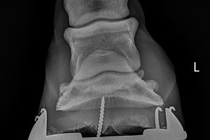 Foreign Body in Hoof