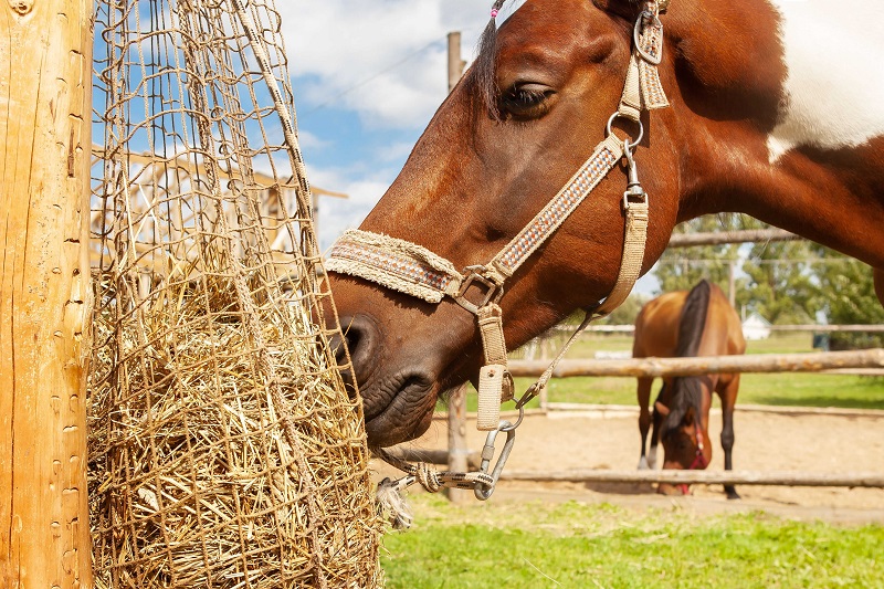Why soak your horses hay?
