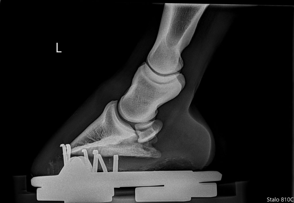 Negative Plantar Angles in Horses: Signs, Diagnosis & Treatment | Daniel Equine