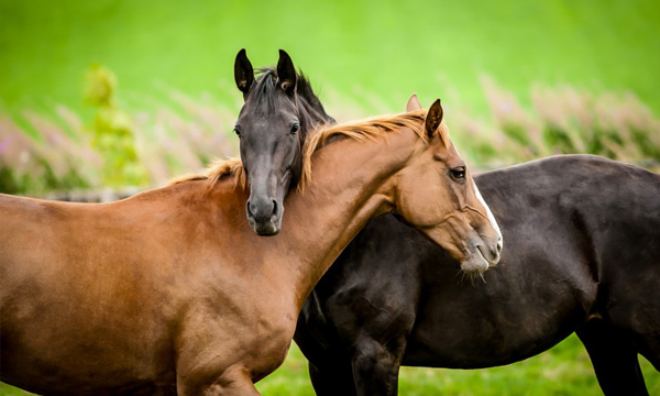 PPID (Cushing’s) Testing in Horses: TRH Stimulation vs. Baseline ACTH | Daniel Equine